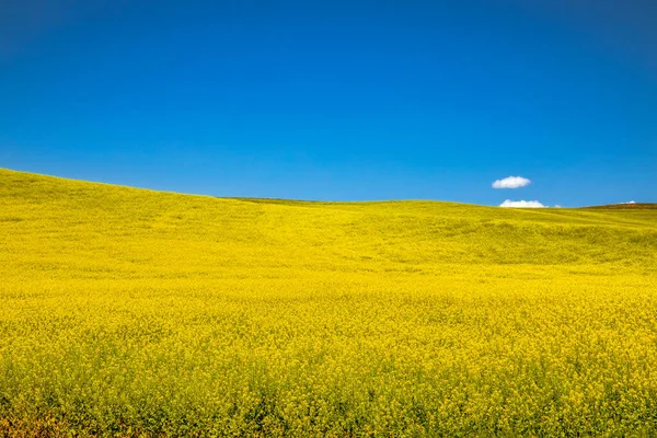 Żółty Canola Uprawy Rolnicze Kwitnące Słonecznym Błękitnym Niebie Letnie Popołudnie — Zdjęcie stockowe