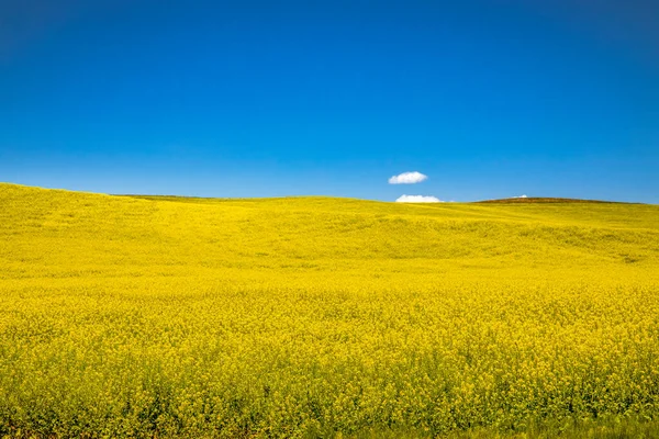 Estate Cieli Blu Campi Rotolanti Campo Argricuture Piante Colza Gialla — Foto Stock