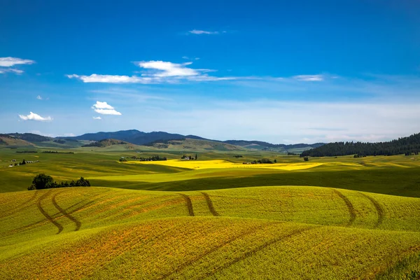 Campi Agricoli Con Tracce Trattori Dolci Colline Campi Verdi Con — Foto Stock