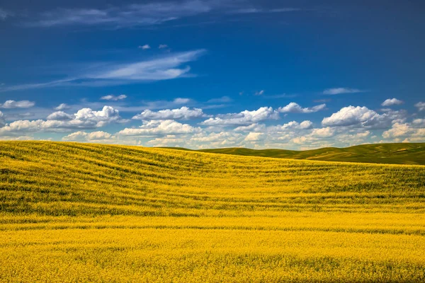 Pole Żółtej Rzeczki Kwitnącej Wschodnim Stanie Waszyngton Regionie Palouse Błękitnym — Zdjęcie stockowe