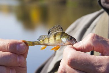 Elinde küçük balıklar var. Balıkçı -lık