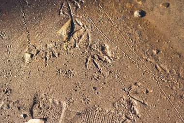 Kumsalda ayak izleri
