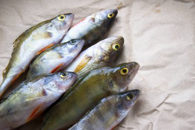 kağıt üzerinde tüneyen balık