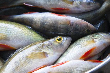 kağıt üzerinde tüneyen balık