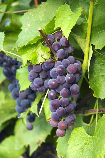 purple grapes on vineyard