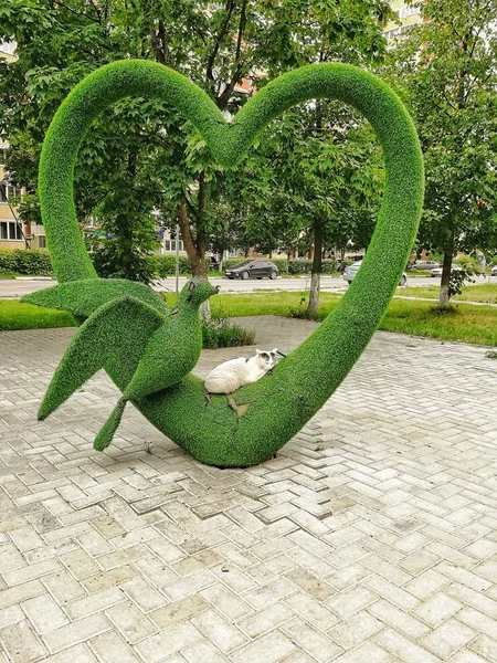 Sleepy cat and green heart. Artificial grass