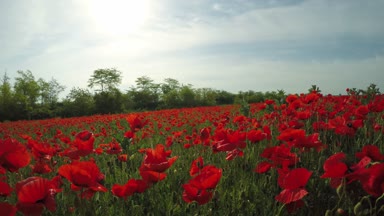 Kırmızı alan haşhaş alanla hareketi.