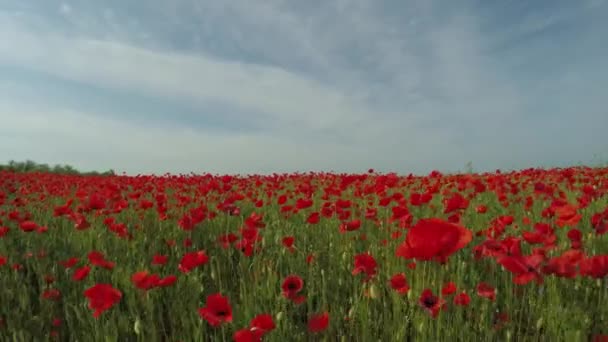 Beweging door het veld met rode bloemen. — Stockvideo