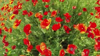 Kamera üzerinde kırmızı çiçek tomurcukları taşır.