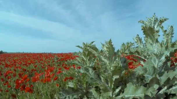 Grijze onkruid op een veld met rode bloemen. — Stockvideo