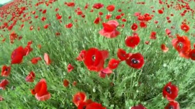 Odası sorunsuz kırmızı çiçek tomurcukları üzerinde taşır.