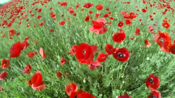 La camera si muove dolcemente sui boccioli di fiori rossi . — Video Stock