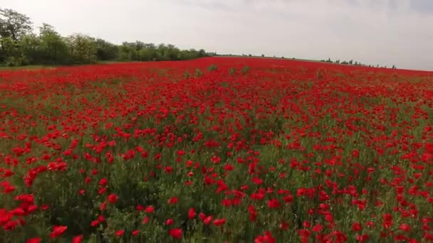 Mit roten Mohnblumen über das Feld ziehen. Vogelperspektive. — Stockvideo