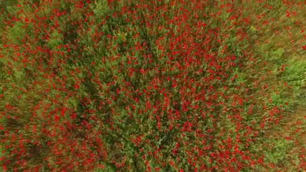 Η κάμερα κινείται πάνω από τα κόκκινα μπουμπούκια των λουλουδιών. πτηνών μάτι θέα. — Αρχείο Βίντεο
