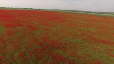 Kırmızı çiçekli sahada kamera iner. kuş görünümü göz.
