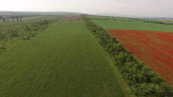 Survolez des champs avec des fleurs rouges, semés avec un champ et un champ non transformé. oiseaux vue d'oeil . — Video