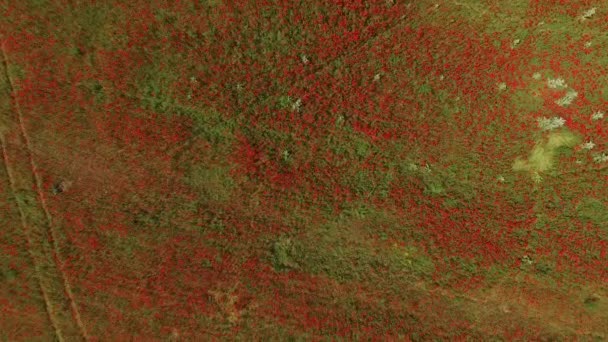 Câmera desce acima do campo com flores vermelhas e pára acima deles — Vídeo de Stock