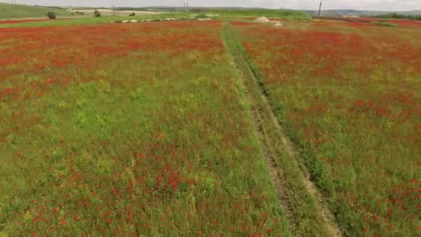 Çiçekli haşhaş alanla üzerinde uçuş. kuş görünümü göz. — Stok video