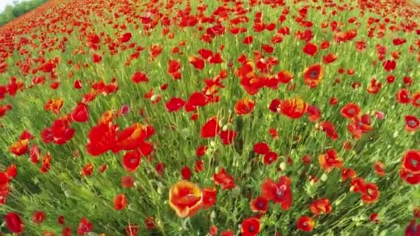 摄影机在田野上平滑地升起, 红色的罂粟花 — 图库视频影像