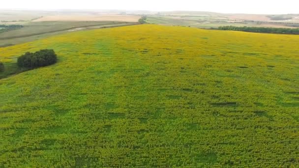 Посадка соняшників здійснюється з видом на пташине око. вид з повітря . — стокове відео