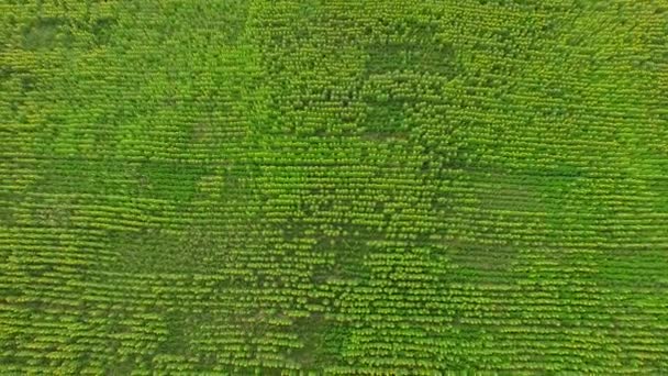 飞越田野 种植植物排成一行 不是所有的植物都在这上面涌现出 Putods 的行列 鸟瞰图 — 图库视频影像