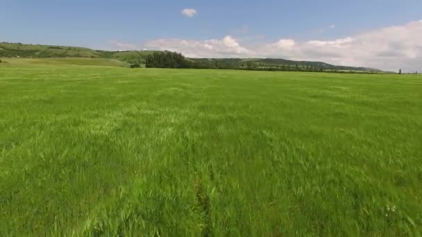 Flyg av kameran över en industriell plantering av vete. Birds eye view. — Stockvideo