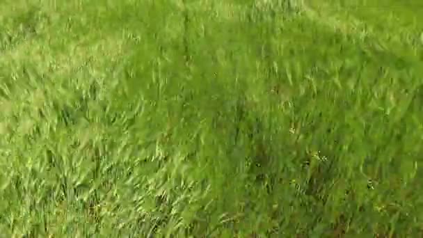 Le vol est proche des rangées de blé vert. oiseaux vue d'oeil .
