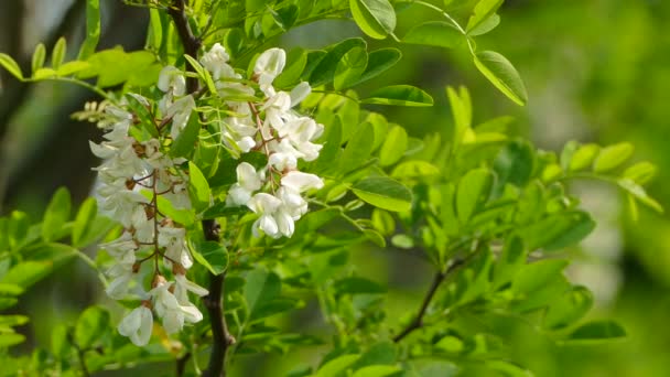 En gren av en blommande acacia. — Stockvideo