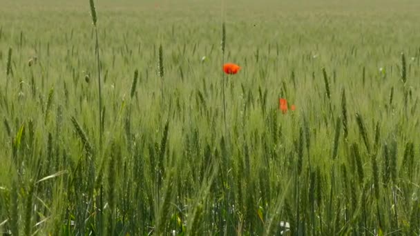 Bir buğday tarlanın ortasında birkaç kırmızı çiçekler büyüdü — Stok video