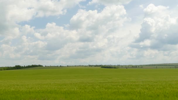 Um campo de trigo distante que termina perto da linha do horizonte — Vídeo de Stock