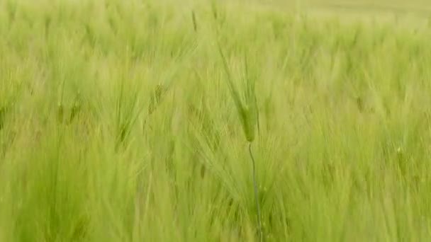 Колючки пшеницы с поднятыми усами на солнце — стоковое видео