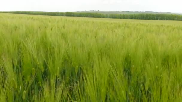 Espiguetas de trigo em amadurecimento estão a tremer ao vento — Vídeo de Stock