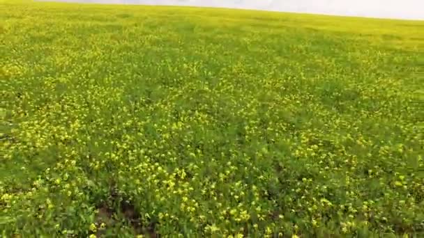 Flug über gelbe Rapsblüten auf dem Feld. Vogelperspektive. — Stockvideo