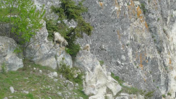 A herd of goats descends the rocks in search of better food. — Stock Video