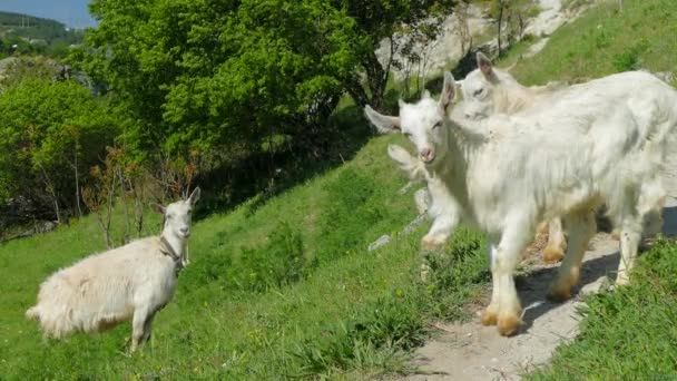 Small goats next to goats mother. — Stock Video