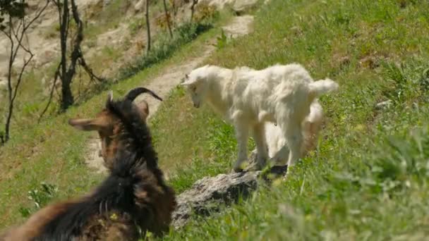 Een grijze geit en een paar kleine geiten op een bergpad. — Stockvideo