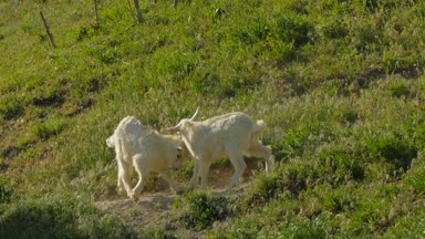 Küçük boynuzları küçük keçi popo