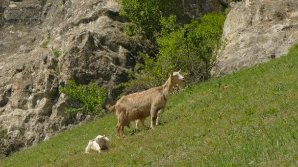 Une chèvre et de petites chèvres grignotent sur l'herbe .