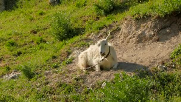Una capra bianca, incatenata da una catena, giace nella polvere a terra . — Video Stock