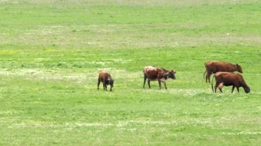Dört inekler sahada yeşil ot yemek.