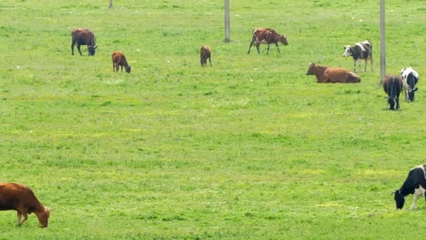 Una manada de vacas pastando en un campo verde . — Vídeo de stock