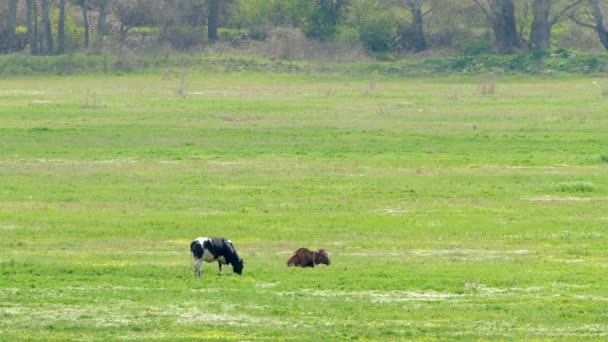Zwei Kühe fressen grünes Gras auf dem Feld am Waldrand. — Stockvideo