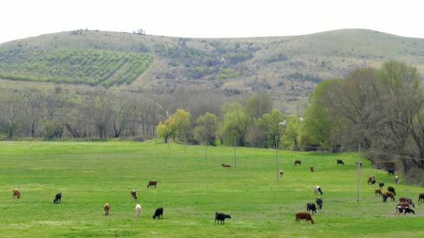 Las vacas comen hierba en el campo en la montaña . — Vídeos de Stock