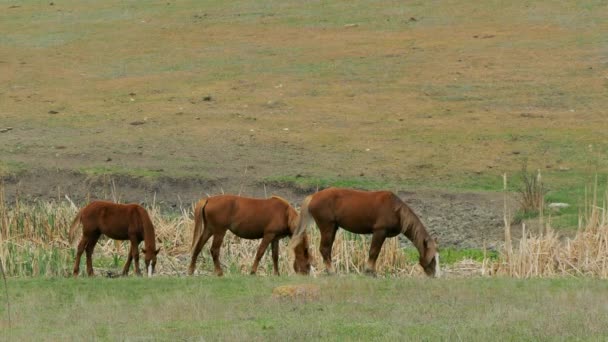 Drie bruine paarden eten gras op het veld — Stockvideo