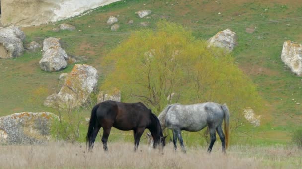 Dois cavalos coloridos comem grama com as cabeças curvadas — Vídeo de Stock