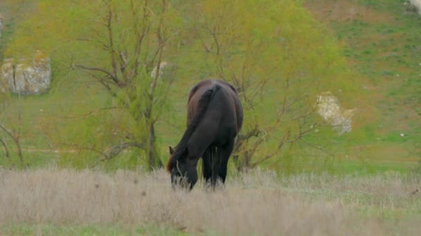 Het zwarte paard eet het gras met zijn hoofd gebogen. — Stockvideo