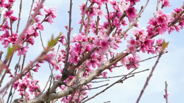 Takken van bloeiende fruitboom. — Stockvideo