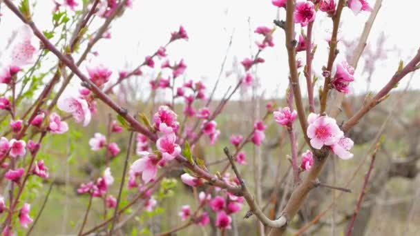 Swaying branches of flowering peach tree. — Stock Video