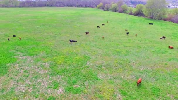 牛の群れは、フィールドの草を食べる。鳥の目のビュー. — ストック動画