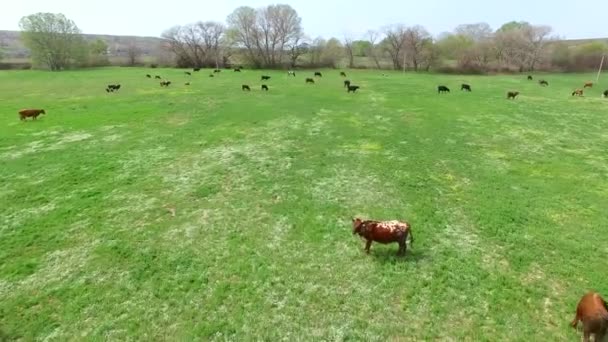 En flygning över ett fält som en flock kor betas. Birds eye view. — Stockvideo